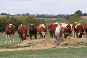 Alimentation et production