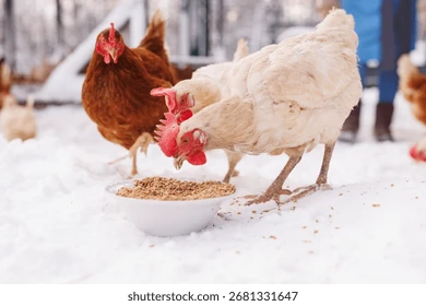 hens-peck-grain-bowl-snow-260nw-2681331647 Prévention des maladies