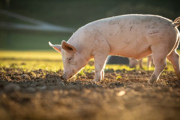 Pigs eating on a meadow in an organic meat farm