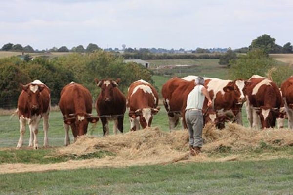 alimentation-bovins-la-viande-hd