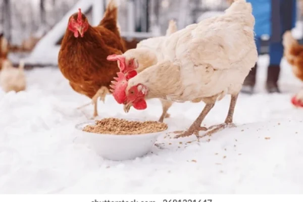 hens-peck-grain-bowl-snow-260nw-2681331647